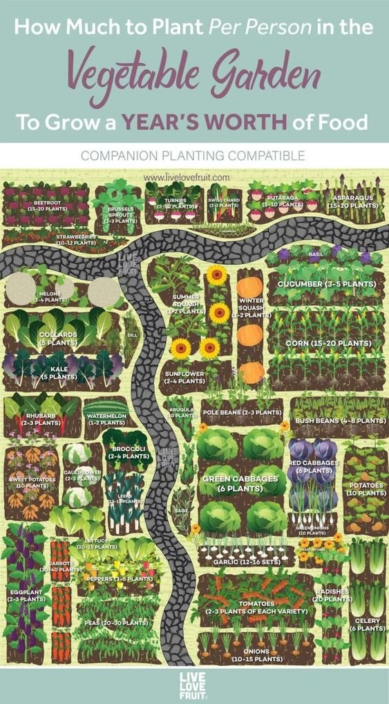 Design Garden Layout That Works: A Beginner’s Guide