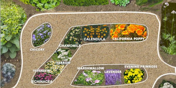 Medicinal Garden Kit - A Complete Natural Pharmacy in Your Backyard - Image 2